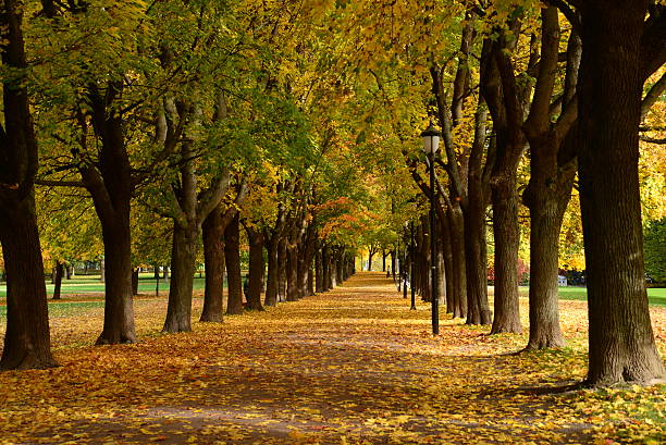 Autumn Park A beautiful scenery of Vigeland Park during Autumn in Norway. norway autumn oslo tree stock pictures, royalty-free photos & images