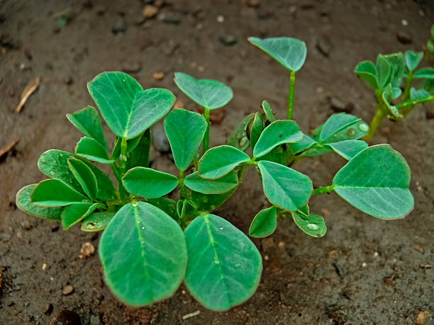 istock Plant of Fenugreek 494603213