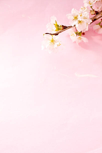 Cherry tree and Japanese paper paper useful for textures and backgrounds.