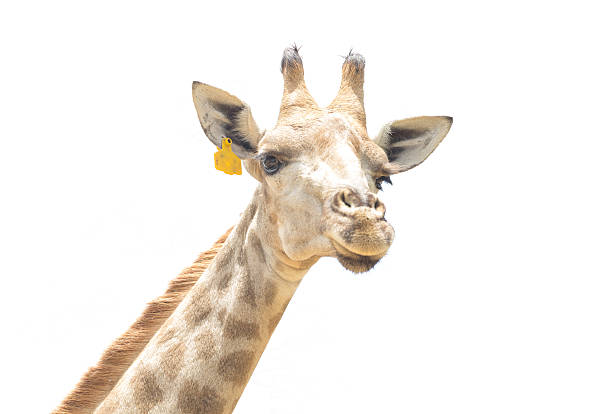 istock Giraffe head face look funny isolated on white background 494604219
