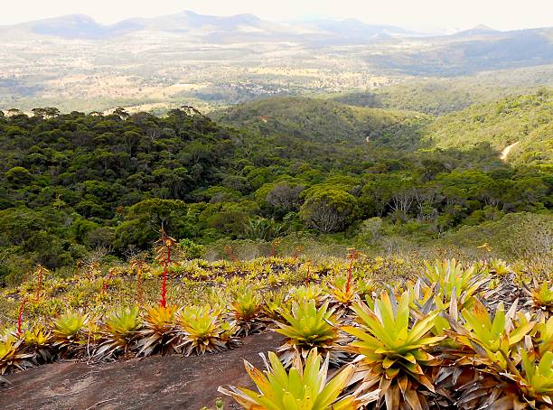 istock Dominance of bromeliads 494604518