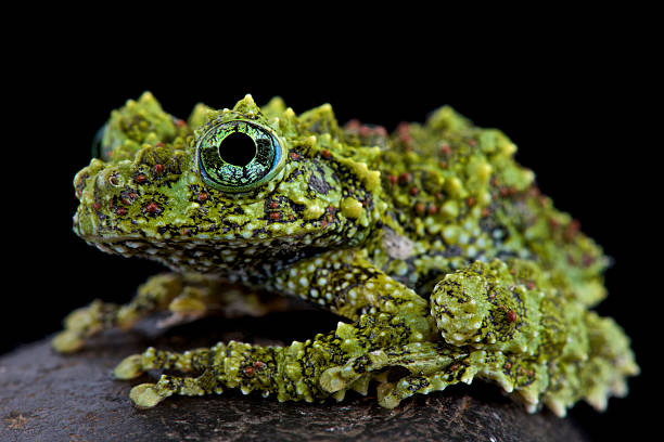 grenouille mousseux (theloderma corticale - moss side photos et images de collection