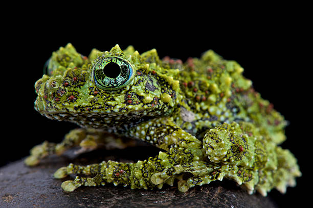 mossy лягушка (theloderma corticale - camouflage animal frog tree frog стоковые фото и изображения