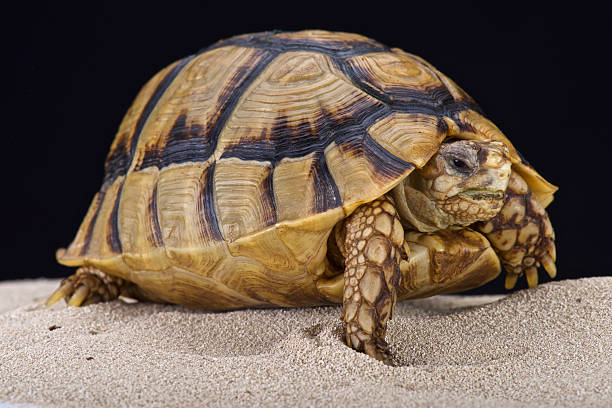 istock Egyptian tortoise (Testudo kleinmanni) 494605860