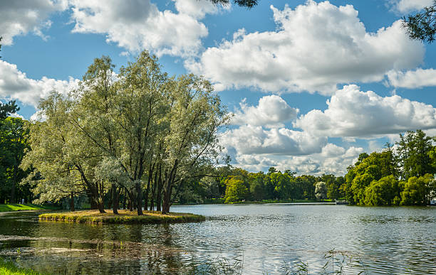 istock Beautiful russian landscape with willows 494606974