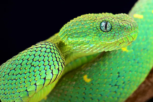 Photo of West African bush viper (Atheris chlorechis)