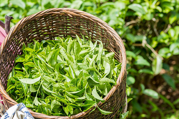 fresco verde foglie di tè in cesto - tea pickers foto e immagini stock