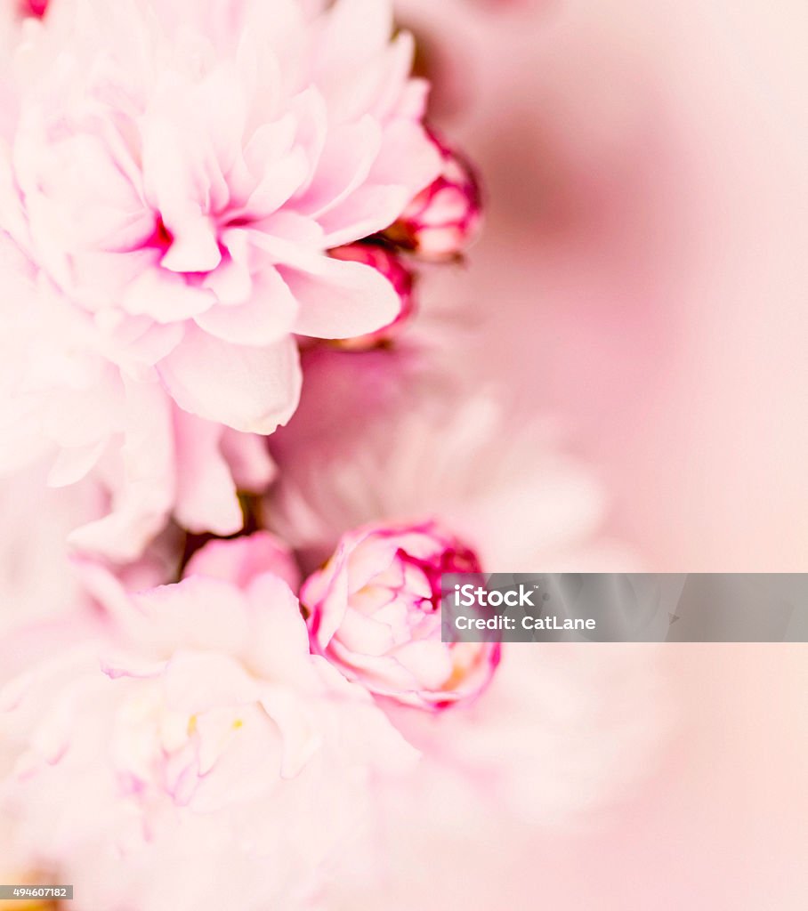 Delicadas Flores De Almendras Rosa Fondo Natural Foto de stock y más banco  de imágenes de 2015 - 2015, Belleza de la naturaleza, Cabeza de flor -  iStock