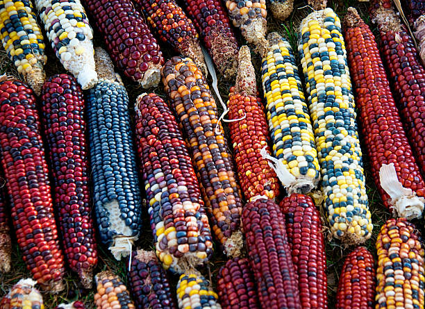 Blue Corn (also known as Hopi maize) stock photo