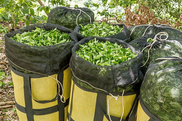istock Fresh green tea leaves in basket 494607728