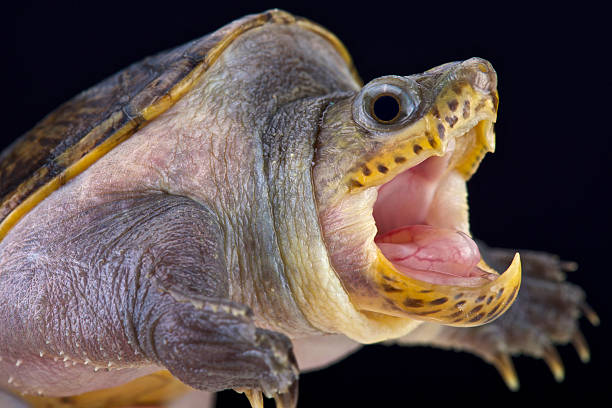 istock narrow-bridged musk turtle (Claudius angustatus) 494608212