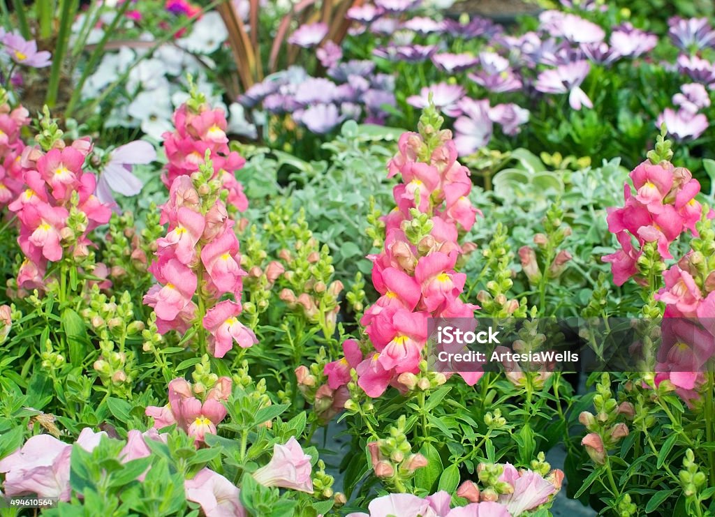 Pink and yellow snapdragon flowers Pink and yellow snapdragon flowers, Antirrhinum majus, closeup in May. 2015 Stock Photo