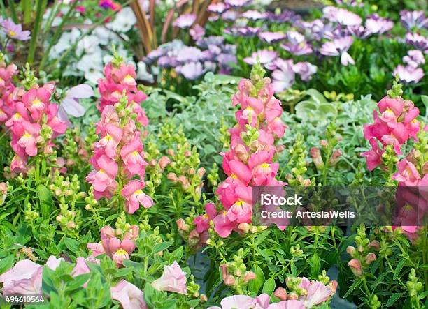 Pink And Yellow Snapdragon Flowers Stock Photo - Download Image Now - 2015, Abundance, Beauty In Nature