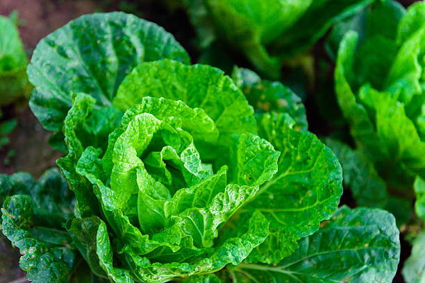istock Chinese lettuce at Phu tubberk 494611638