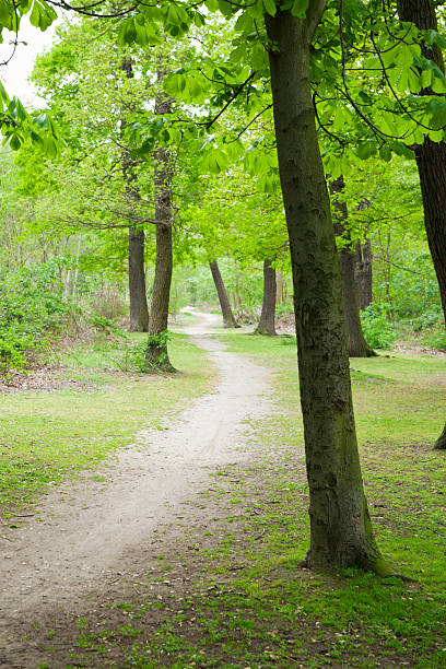 istock Lane in a forest in Boulogne 494611936