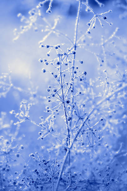 istock dark blue dried frozen plants at sunset 494612064