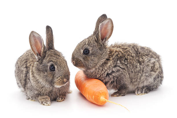 istock Baby rabbits with carrot. 494612374