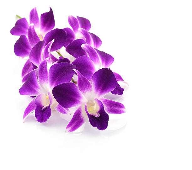 istock violet  orchid flowers isolated on white background 494614858