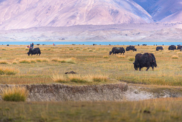 istock Landscape around Karakul Lake 494615046