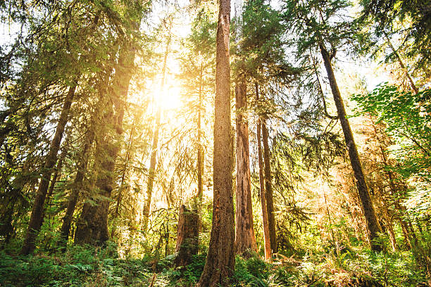 istock Tall pine tree in the Washington State coastline 494615734