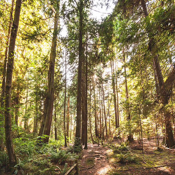 istock Tall pine tree in the Washington State coastline 494616888