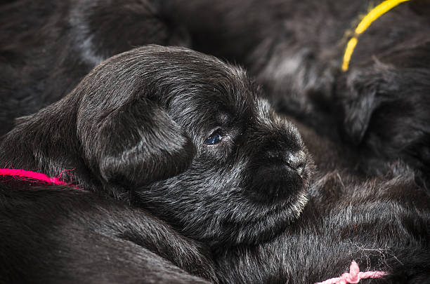 istock Small group puppi breed Miniature Schnauzer 494617648