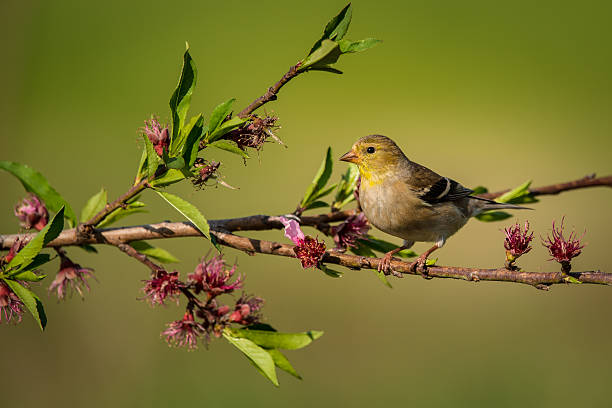 istock American Goldfinch 494617917