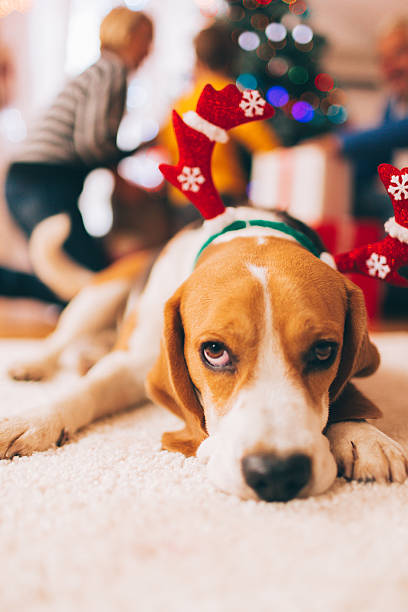 istock Celebrating Christmas with my family 494618420