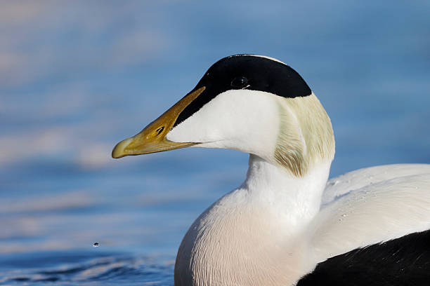 istock Eider duck, Somateria mollissima 494618479