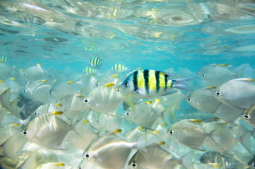 Flock of tropical fish. Image was taken on Hikkaduwa coral reef, Sri Lanka. Camera: Canon 5D mk III