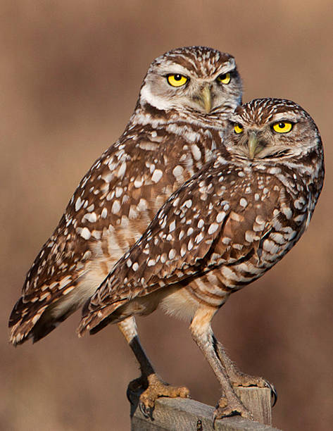 Burrowing Owls stock photo