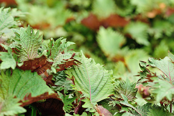japanese basil grow in garden