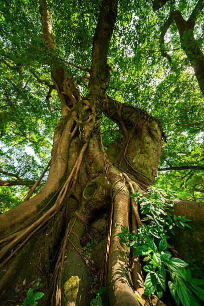 istock tree in Fujian Province, China 494621655