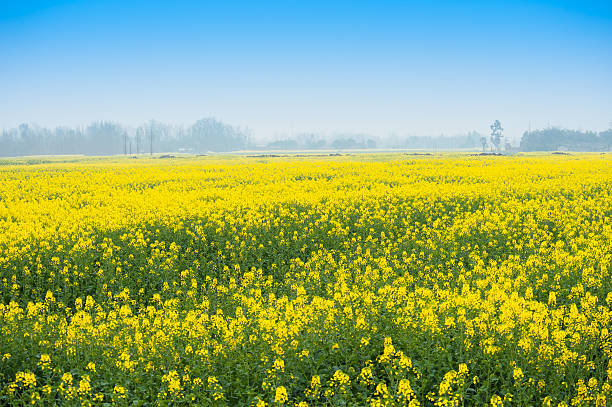 istock rapeseed in the field 494621661