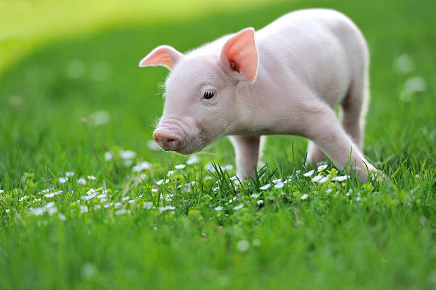 istock Young pig on a green grass 494623153