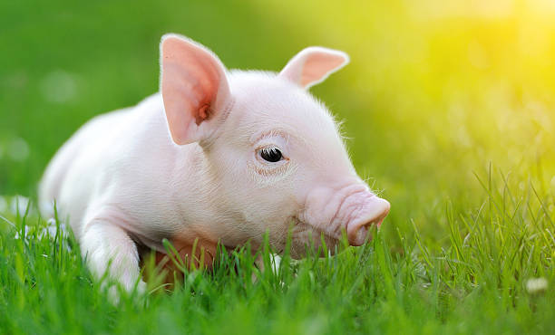 istock Young pig on a green grass 494623159