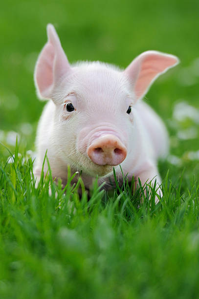 Young pig on a green grass stock photo