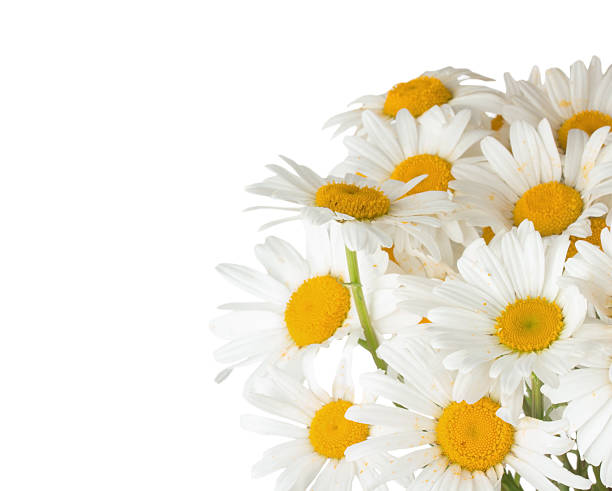istock daisy bouquet on the white background 494625165