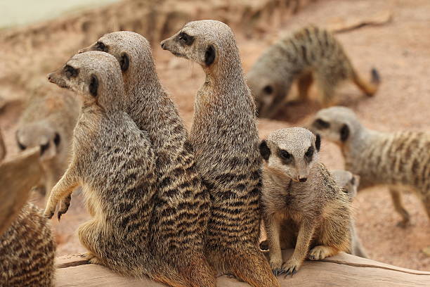 istock Group of meerkat 494625645