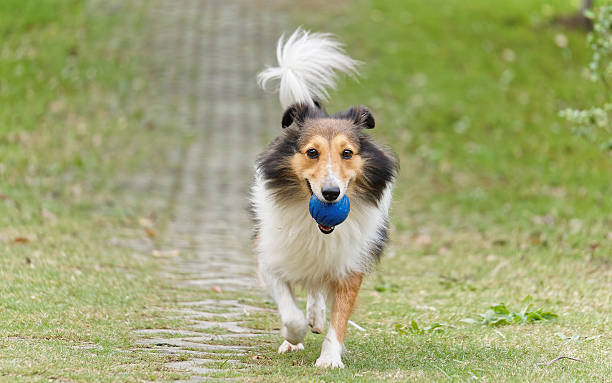 istock Running dog with ball in mouth. 494632432