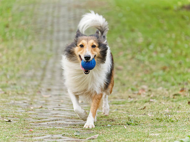 istock Running dog with ball in mouth. 494632730