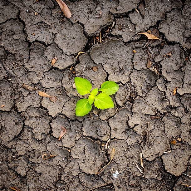 istock plant growing through the ground, hope concept 494632922