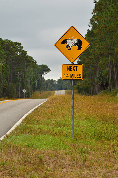 istock Shot black bear sign on rural road in Florida 494634896