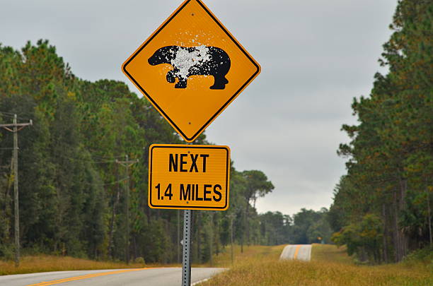 istock Shot black bear sign along road in Ocala National Forest 494635014