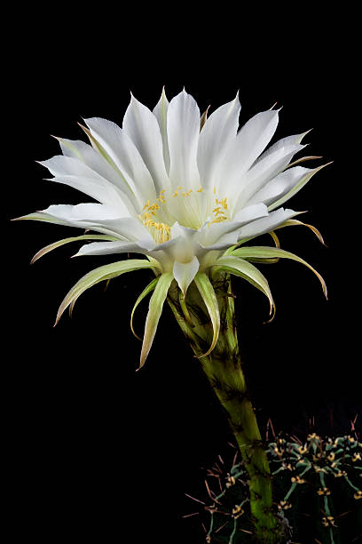 Epiphyllum Epiphyllum  night blooming cereus stock pictures, royalty-free photos & images