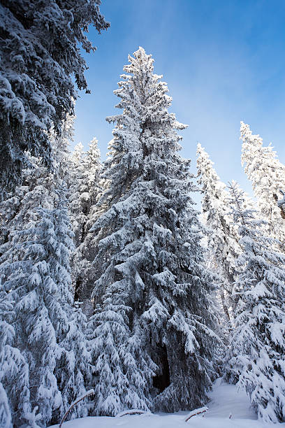 istock Winter forest in mountains 494636970