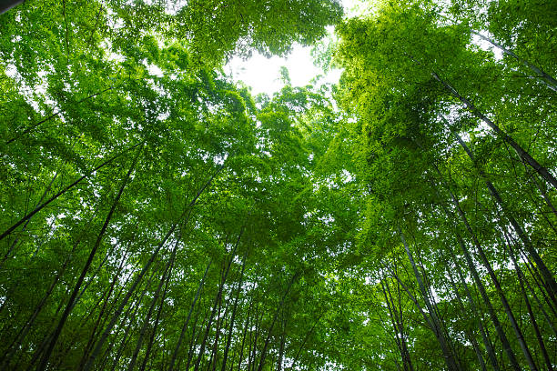 Bamboo forest stock photo