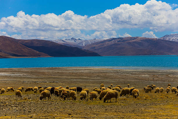 istock Tibet landscape, Tibet, China. 494637526