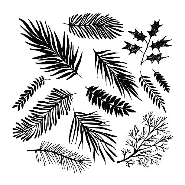 Set of hand drawn branches. Ink illustration. Collection of plants. Isolated on white background. Plants objects. fir tree pine backgrounds branch stock illustrations