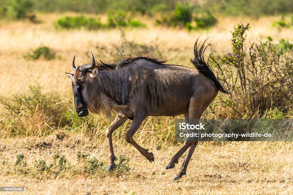 Crazy in the Masai Mara A wildebeest loses its composure and gallops off 2015 Stock Photo